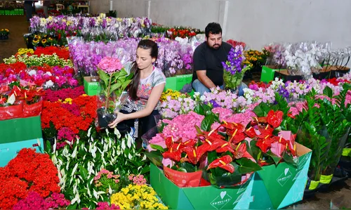 Dia das mães impulsiona produção de flores na região
