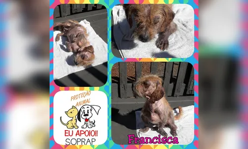 CONHEÇA A HISTORIA DA PEQUENA FRANCISCA