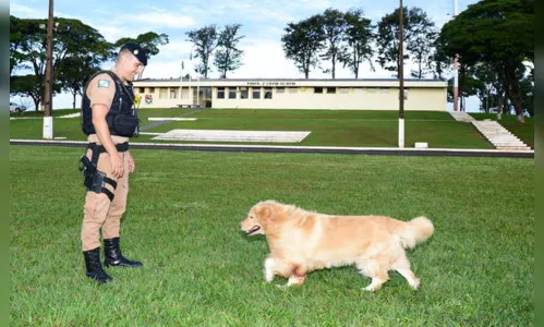 
							Primeiro cachorro do canil da PM de Apucarana se aposenta
						
						