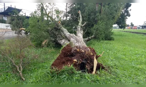 
							Vendaval tomba caminhão, destelha casas e derruba árvores 
						
						