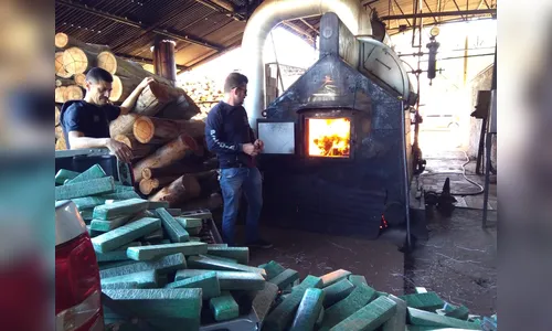 Polícia Civil incinera 1,5 mil quilos de maconha 