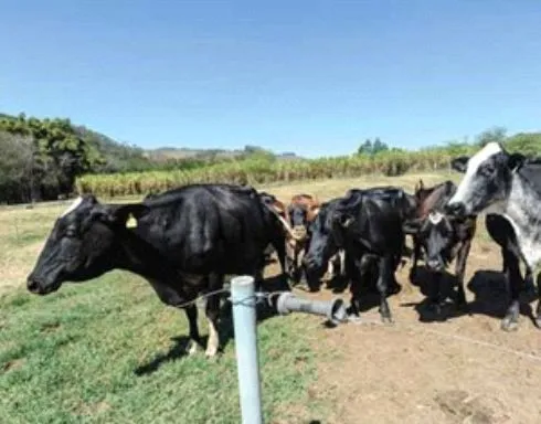 Quadrilha invade fazenda, rende moradores e rouba 26 cabeças de gado 