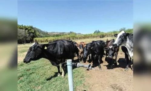 Quadrilha invade fazenda, rende moradores e rouba 26 cabeças de gado 