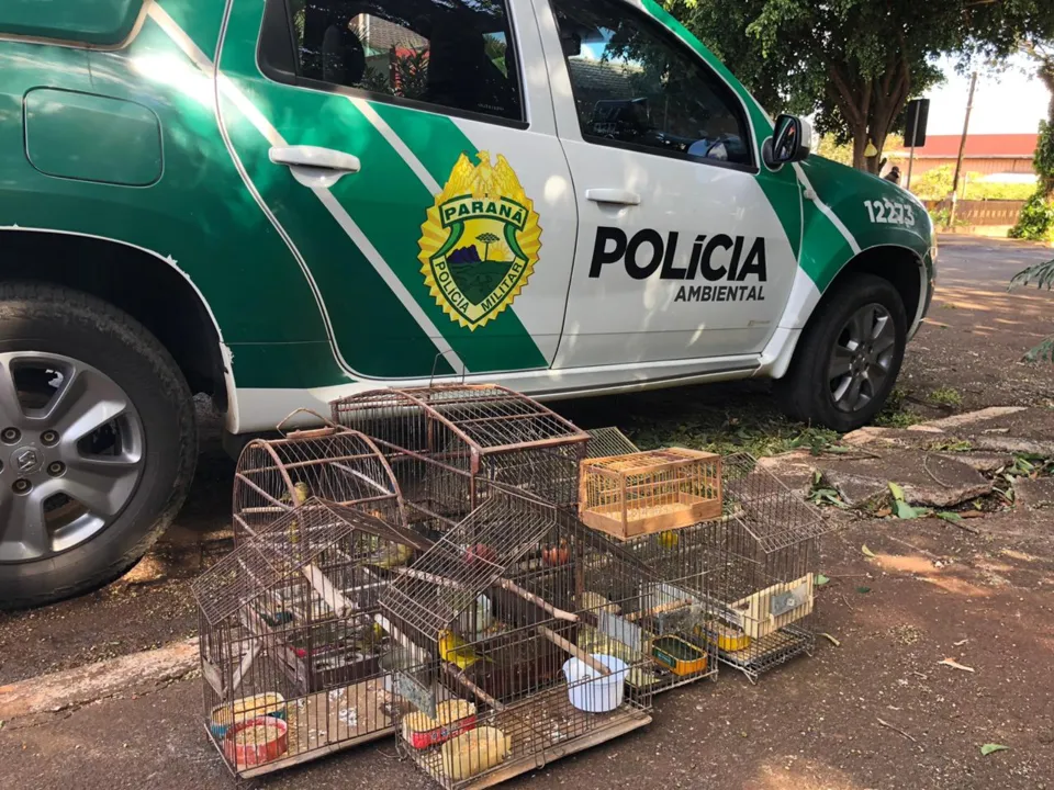 Polícia Ambiental apreende  pássaros que eram mantidos de forma irregular