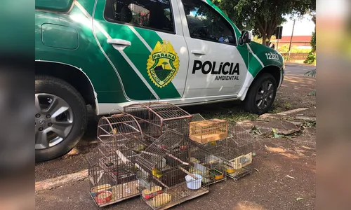 Polícia Ambiental apreende  pássaros que eram mantidos de forma irregular