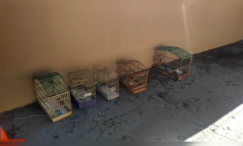 Pássaros mantidos em cativeiro são resgatados pela Polícia Ambiental 
