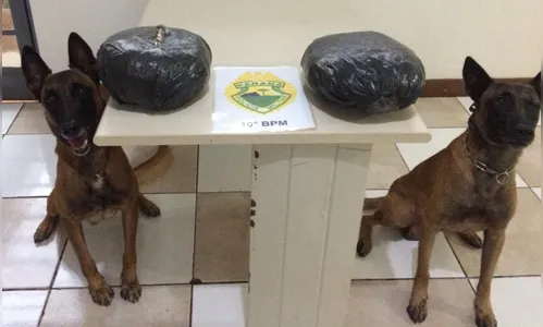 PM apreende skank; a 