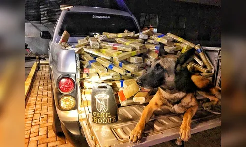 Polícia apreende 600 Kg de maconha 