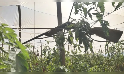 Polícia Civil encontra arma de homem preso por violência doméstica, em Faxinal