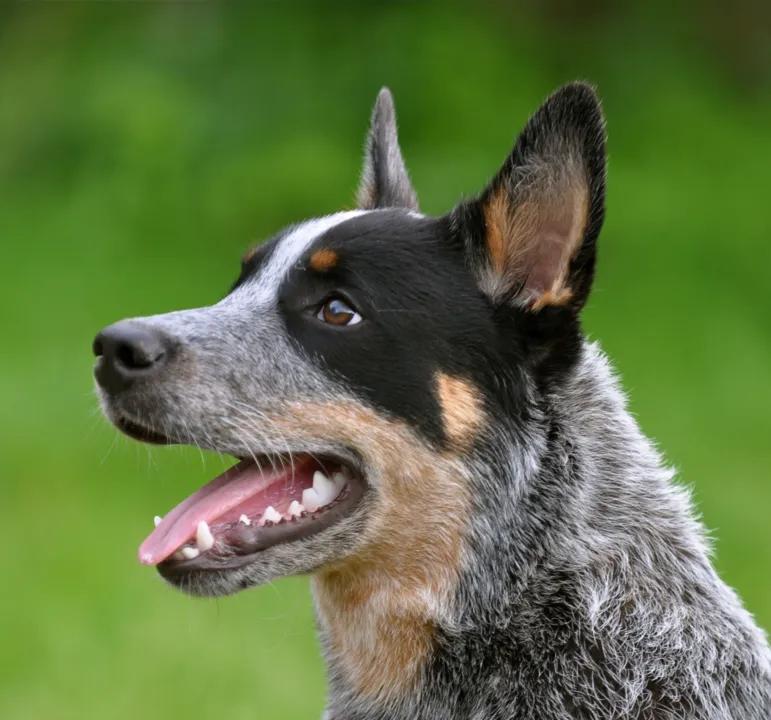 Cachorro da raça ‘burriler’ é levado durante furto