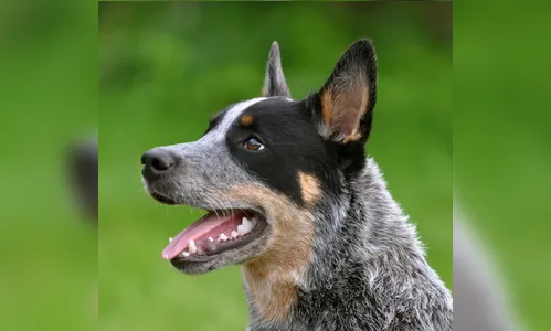 Cachorro da raça ‘burriler’ é levado durante furto