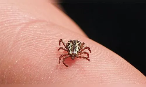 Secretaria da Saúde alerta para febre maculosa