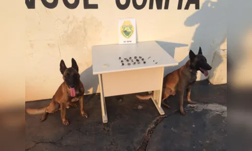 
							Canil auxilia em buscas e encontra maconha em Bom Sucesso 
						
						