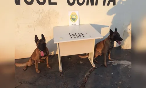 Canil auxilia em buscas e encontra maconha em Bom Sucesso 