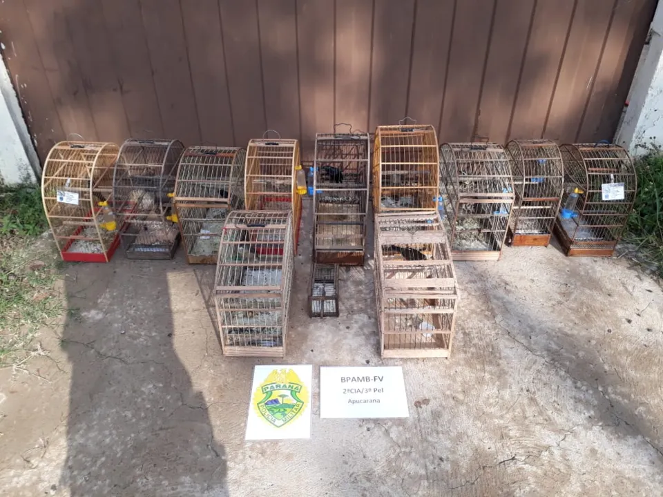 Polícia Ambiental apreende pássaros que eram mantidos em cativeiro irregular