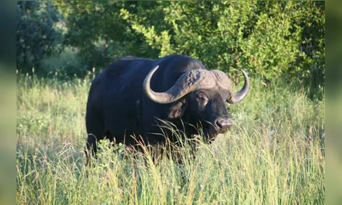 Búfalo solto na PR – 170 assusta motoristas