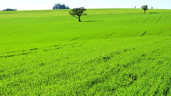 Município da região implanta "cinturão" contra agrotóxicos ao redor da cidade 