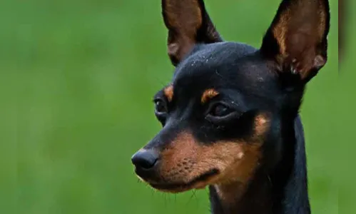 Homem é preso após espancar cachorro em Godoy Moreira