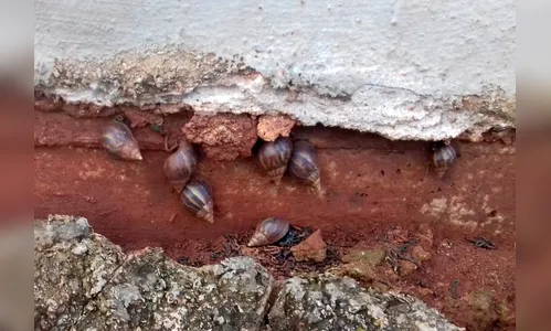 Infestação de caramujos africanos preocupa São Pedro do Ivaí