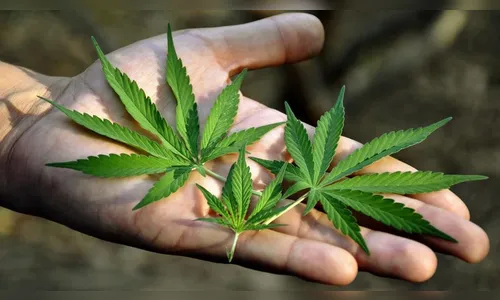 Anvisa vota nesta terça propostas sobre o cultivo de maconha no Brasil