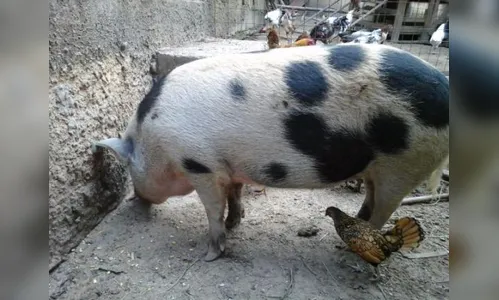 Homem é assassinado após cobrar dívida por compra de leitoa