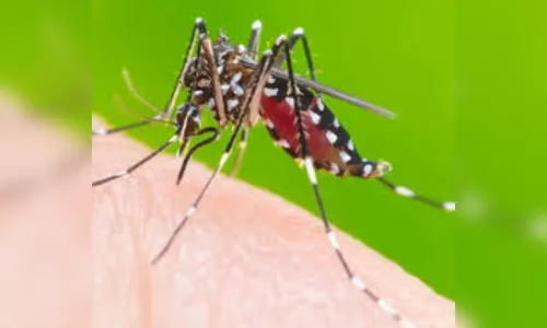 Ações de combate à dengue são reforçadas em todo o Estado