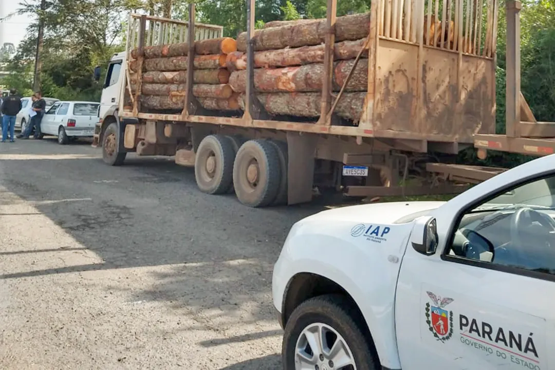 IAP apreende madeira de corte ilegal de vegetação nativa