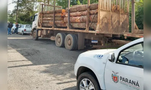 IAP apreende madeira de corte ilegal de vegetação nativa
