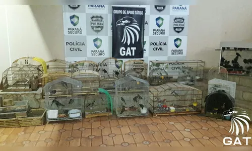 Pássaros silvestres encontrados em Arapongas são soltos 