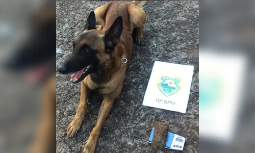 PM encontra maconha em um terreno no Jardim Trabalhista 