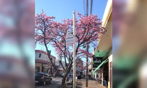 
						
							Placas do Estacionamento Rotativo em Arapongas são danificadas
						
						