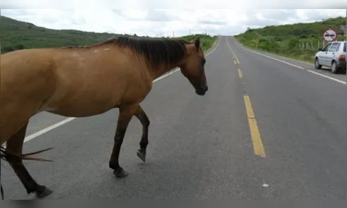 Cavalo solto na BR-376 provoca acidente entre Marialva e Maringá