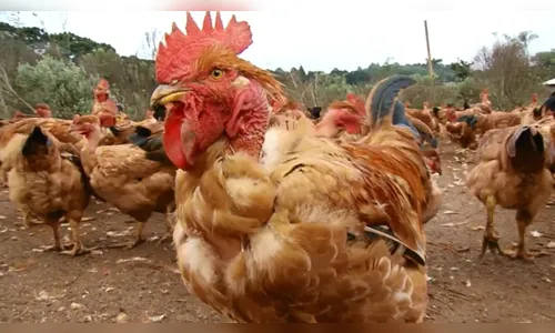 Frangos caipiras são furtados em Rio Bom