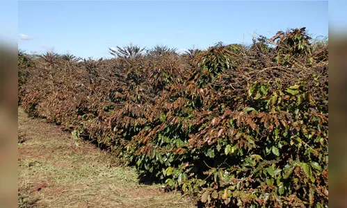 Iapar e Simepar alertam para geadas na região cafeeira