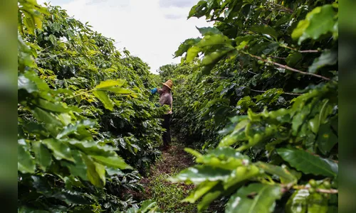 Produtores devem agilizar proteção do café contra geadas