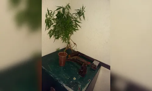 PM de Arapongas prende ‘senhor das armas’ e apreende pés de maconha