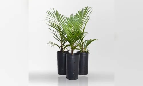 Mudas de palmeiras plantadas recentemente em Novo Itacolomi foram arrancadas 