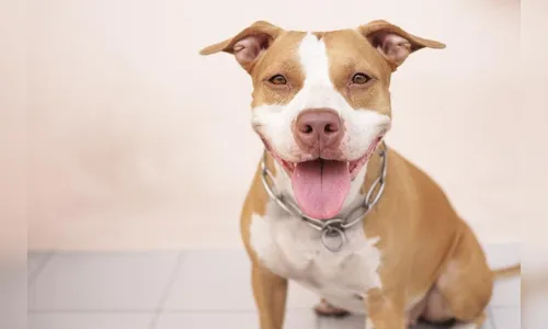 Pitbull escapa e ataca cachorro em Apucarana