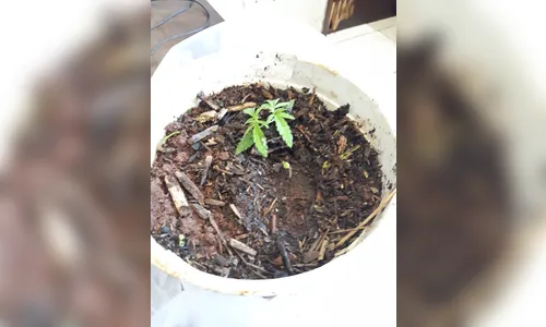 PM de Apucarana apreende pé de maconha 