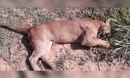 Onça parda é encontrada morta às margens da BR-376