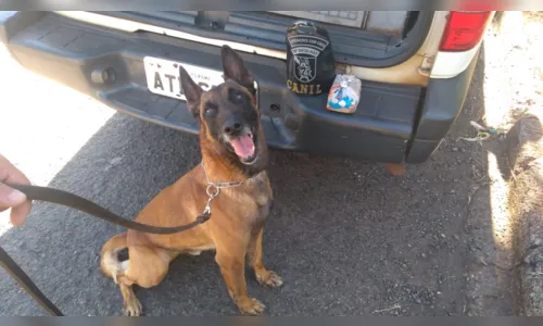 
							PM apreende tablete de maconha e prende casal suspeito de tráfico de drogas em Apucarana
						
						