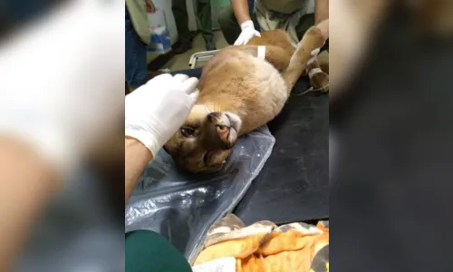 
							Refúgio tenta salvar onça parda atropelada no oeste do estado
						
						