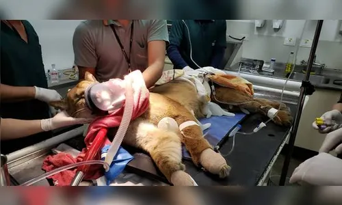 Refúgio tenta salvar onça parda atropelada no oeste do estado