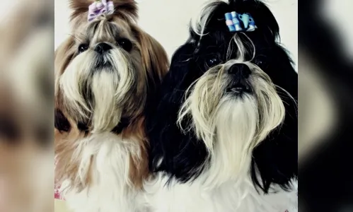 Cães são furtados em Apucarana 