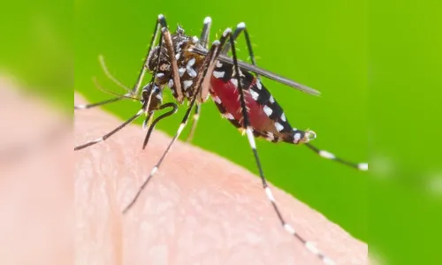 Saúde do Paraná informa alteração nos números relativos à dengue