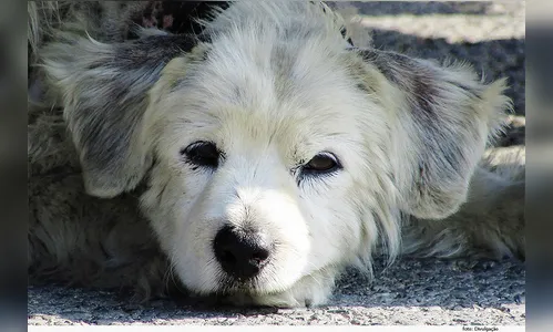 Mulher denuncia envenenamento de cães e gatos na região