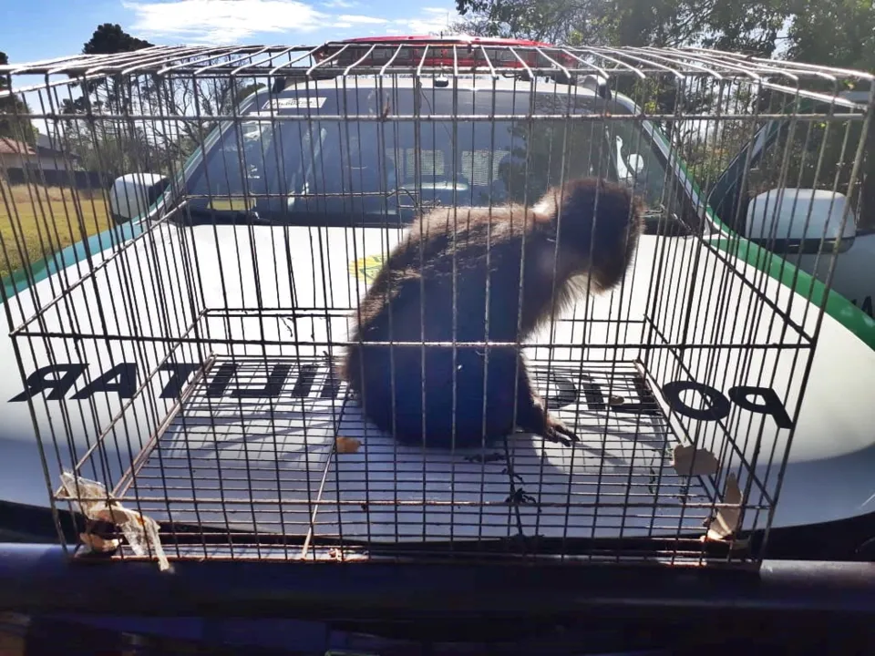 Homem é flagrado transportando macaco em gaiola no Jardim Apucarana