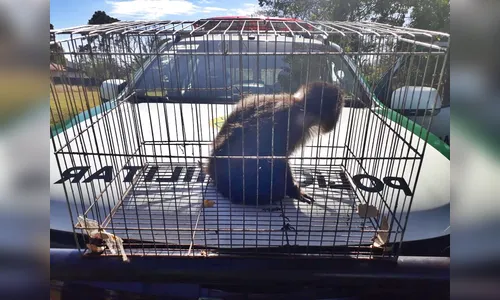 Homem é flagrado transportando macaco em gaiola no Jardim Apucarana