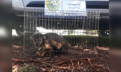 
							Homem é flagrado transportando macaco em gaiola no Jardim Apucarana
						
						
