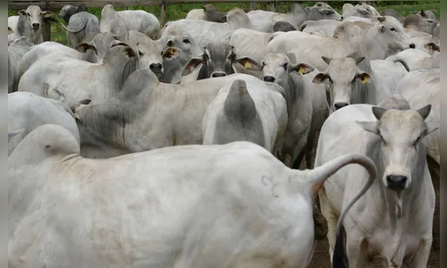 PM registra abate e furto de carne em Jardim Alegre